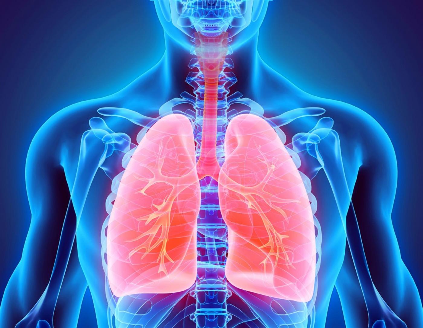 Здоровье легких и прочих органов дыхательной системы